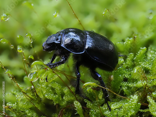 Gemeiner Mistkäfer oder Rosskäfer (Geotrupes stercorarius)