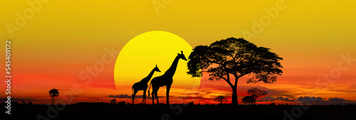 Panorama silhouette Giraffe family and tree in africa with sunset.Tree silhouetted against a setting sun.Typical african Big SUN, sunset with acacia trees in Masai Mara, Kenya