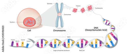 Cell anatomy, Chromosome structure, Histone and DNA(Deoxyribonucleic Acid). Thymine, Adenine, Guanine, Cytosine, Sugar phosphate backbone, base pair and gene.