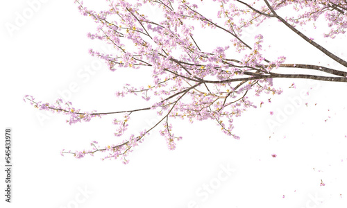 Sakura branches clipping path cherry blossom branches isolated