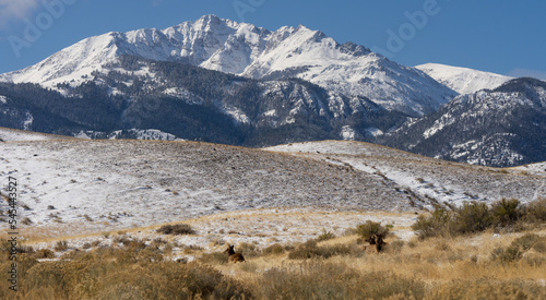Elk lying in the foothills of mountains in Yellowstone National Park
