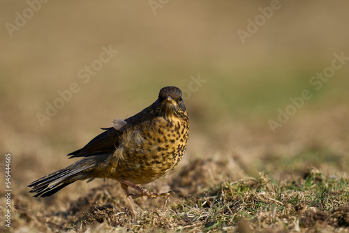 Juvenile Falkland Thrush (Turdud falcklandii falcklandii) amongst the tussock grass on Sea Lion Island in the Falkland Islands 