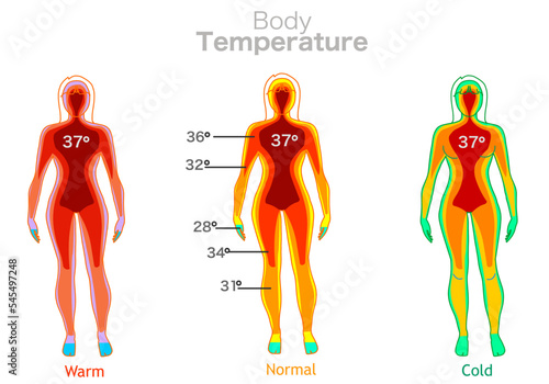 Body temperature. Warm, normal cold. Transition green to red. Human core falling from high temperature towards the limbs. 37 degrees celsius. Thermal camera. Woman thermographic illustration vector