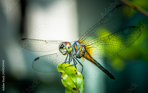 A dragonfly perched on green leaf and nature background, Selective focus, insect macro, Colorful insect in Thailand.