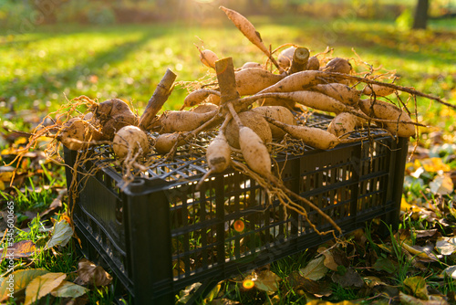 Lifted and washed dahlia tubers drying in afternoon autumn sun before storage for winter. Autumn gardening jobs. Overwintering dahlia tubers.