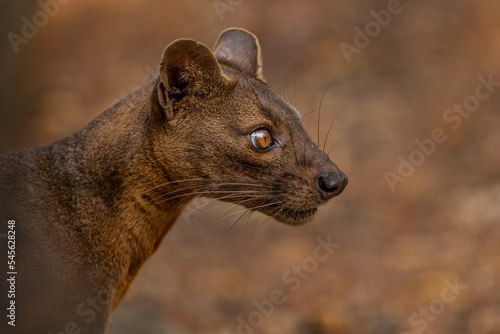 Fossa - Cryptoprocta ferox, Kirindi forest, Madagascar. The biggest predator of Madagascar forests. 