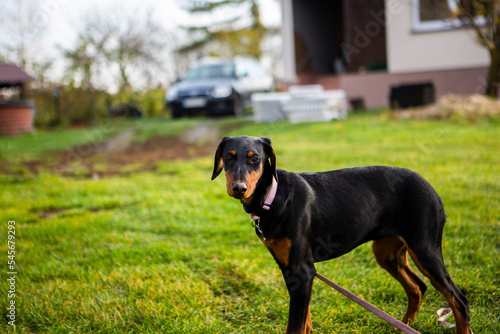 piękne pieski doberman pinczer miniaturowy razem plener