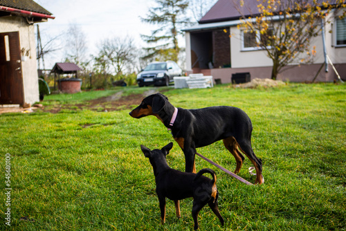 piękne pieski doberman pinczer miniaturowy razem plener