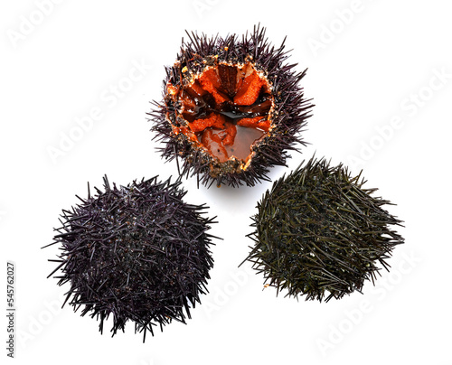 sea urchin in studio