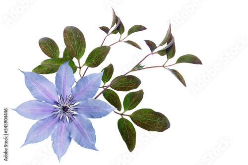 Blue clematis with leaves on a transparent background