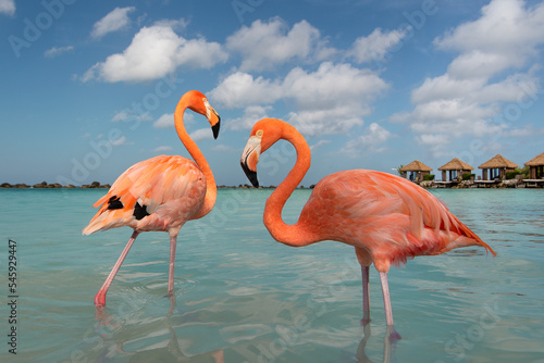 Two pink flamingo birds in blue water on a blue sky in a tropical surrounding