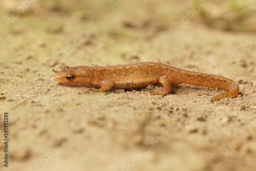 Macro shot of a smooth newt on sandy ground