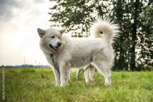 Closeup shot of a white Akita dog on a green grass field with trees in the background
