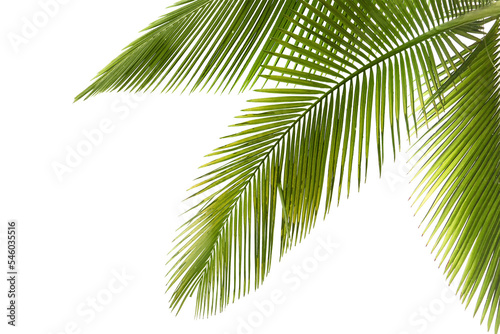 Natural palm tree leaf isolated on White background PNG Form 