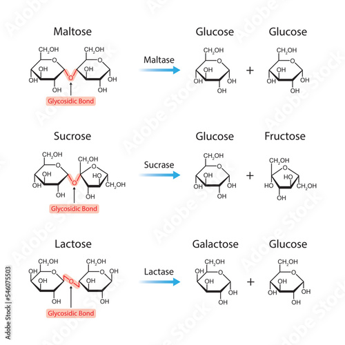 Scientific Designing of Disaccharides Digestion. Maltase, Sucrase and Lactase Enzymes Effect on Disaccharides Molecules. Colorful Symbols. Vector Illustration.