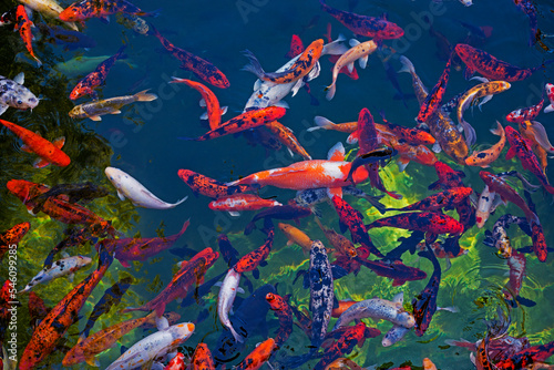 feed japanese colorful carps in the pond, top view.