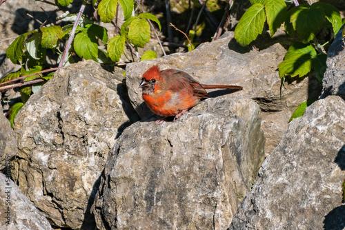 Young Male Northern Cardinal