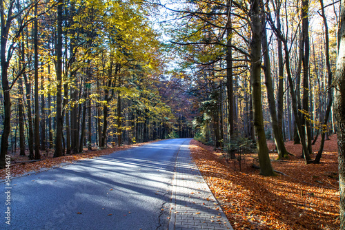 Szlak prowadzący na Łysą Górę (Święty Krzyż). Jesienny las. Puszcza jodłowa 