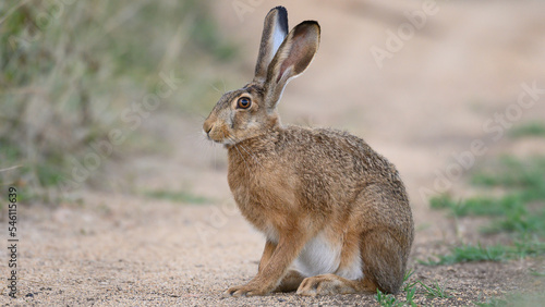 European brown hare Lepus europaeus