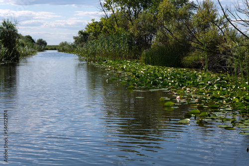 White water lilies or nenuphars on a channel in the Danube Delta.