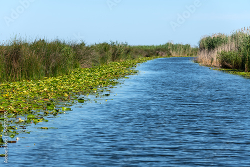 White water lilies or nenuphars on a channel in the Danube Delta.