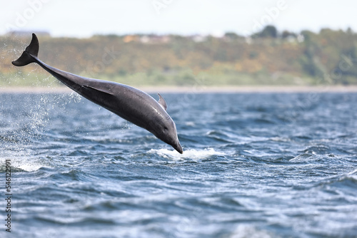Wild bottlenose dolphins Tursiops truncatus breaching close to the shore while wild hunting for salmon at Channory point on the Blackisle in the Moray firth in Scotland.