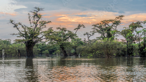 Panoramic view of the flooded forest (igapó) of Macrolobium acaciifolium trees in the swamps of Lake Cuyabeno overgrown with epiphytes and Cocoi herons (Ardea cocoi) in water