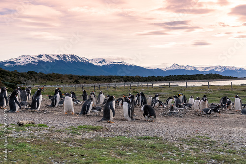 Magellanic penguins in natural environment on Isla Martillo island in Patagonia, Argentina, South America