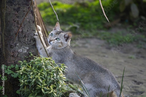 Cute fluffy Ceylon cat leaning on a tree trunk in a park looking aside