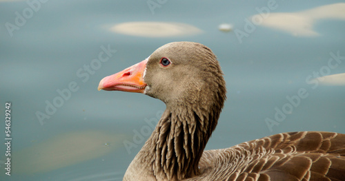 a beautiful curious greylag goose with beautiful eyes on the lake in the English Garden in Munich, Bavaria, Germany 