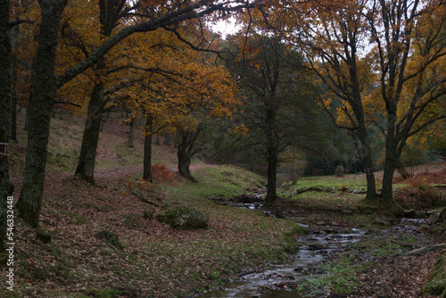krajobraz las drzewa jesień liście