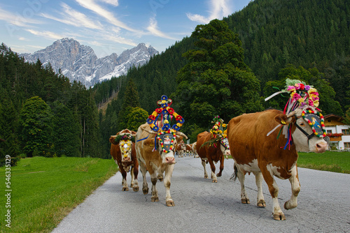 Almabtrieb in Österreich mit bunt geschmückten Rindern