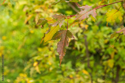 Amur Maple or Acer ginnala Leaves of in autumn sunlight with bokeh background, selective focus, shallow DOF