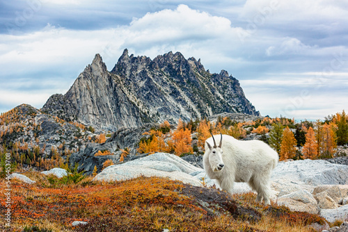 Mountain Goat at the Enchantments, Washington