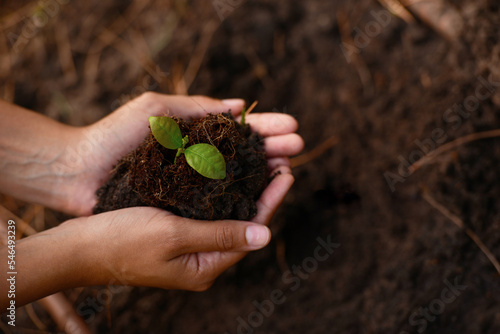 Plant, growth and soil in hands for earth day, support and sustainability with gardening dirt, fertilizer and nature in agriculture. Agro, green garden and natural environment for farming and spring