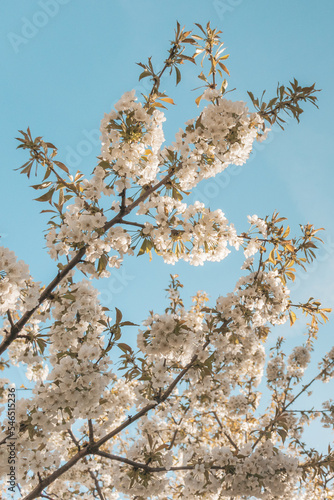 Kwitnąca gałęzie drzewa wiśni - owocowe drzewo na wiosnę na tle nieba