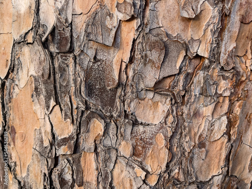 The bark of a tree with an unusual pattern on a large plan. 