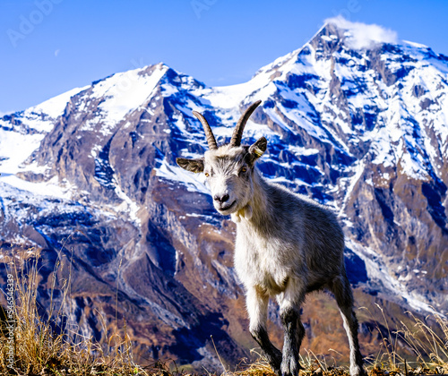 goat at the grossglockner mountain