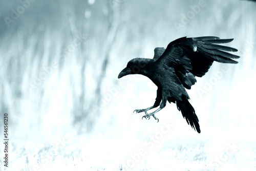 beautiful raven Corvus corax sitting on the branch North Poland Europe, old vintage filters
