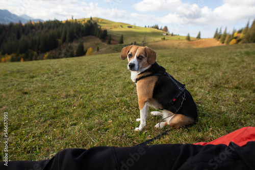 a cute beagle dog sits on a field in the mountains