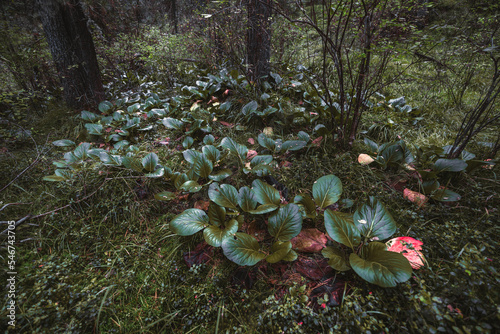 A wide-angle view of thickets of a leather bergenia (Bergenia Crassifolia or Megasea), green leaves and dry ones on the ground of a deep taiga conifer forest surrounded by trees and other foliage