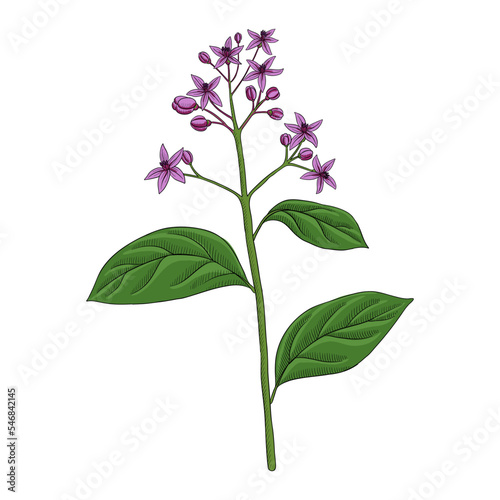 vector drawing plant of blue evergreen hydrangea, Chinese quinine , Dichroa febrifuga , herb of traditional chinese medicine, hand drawn illustration