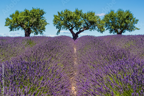 Scenic view of lavender field in Provence with three almond trees in summer daylight