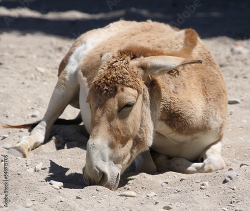 Asiatischer Esel / Onager / Equus hemionus