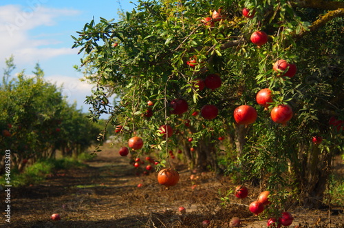 Spectacular ripe red pomegranate israeli garden. Big and beautiful pomegranate fruits on trees. Autumn in Israel. Agricultural kibbutz, rich harvest