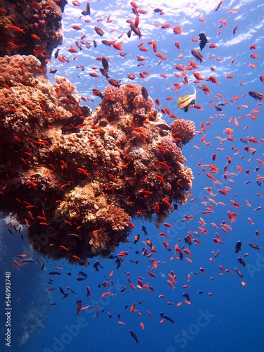 red sea fish and coral reef at blue hole dive site in dahab, red sea , egypt