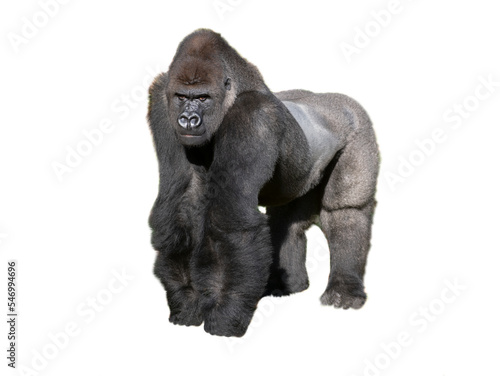 western lowland gorilla isolated on white background