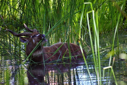 Beautiful Sitatunga in water with fresh green grass