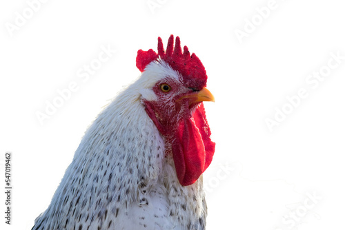  white leghorn chicken isolated PNG