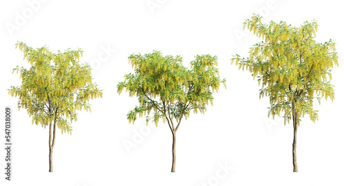 Golden chain tree or laburnum trees and branches isolated